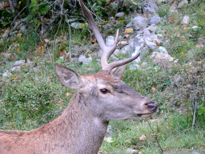 PASSIONE PER IL CERVO